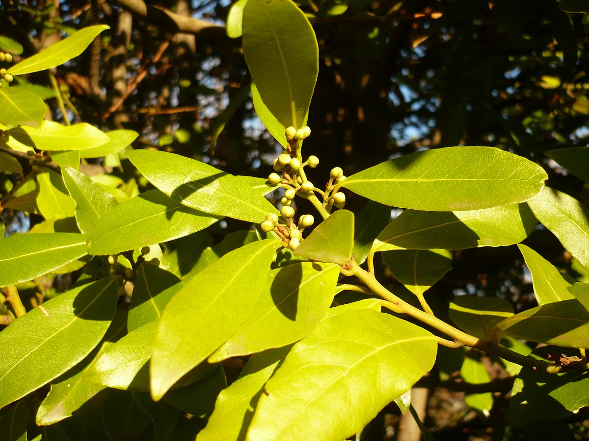 Laurus nobilis (Lauraceae)